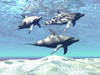Three dolphins swimming over a sandy reef Poster Print - Item # VARPSTCFR300020U