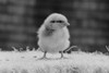 Baby chicken Poster Print - Item # VARSAL255423916