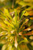 Selective Focus On Yellow Croton Leaves. PosterPrint