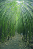 Hawaii, Maui, Bamboo Forest. PosterPrint - Item # VARDPI1975253