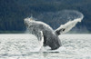 Humpback Whale Breaches Near Glacier Bay National Park, Southeast Alaska PosterPrint - Item # VARDPI2318218