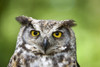 Great Horned Owl (Bubo Virginianus) PosterPrint - Item # VARDPI1829625