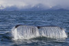 Humpback Whale Fluking With Water Cascading From Tail With Snowcappped Chugach Mountains In Background, Prince William Sound, Southcentral Alaska, Spring PosterPrint - Item # VARDPI2096201