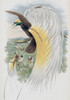 Papuan Bird Of Paradise John Gould Poster Print - Item # VARSAL900140782
