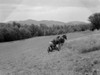 Farmer with horses in field Poster Print - Item # VARSAL255418783