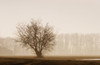 Tree Silhouette In Fog PosterPrint