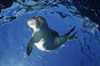 USA, Hawaii, Maui, Monk Seal Playing; Molokini PosterPrint - Item # VARDPI1977080