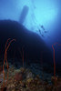 Divers descend onto a deep wreef with red sea whip corals, Fiji Poster Print - Item # VARPSTTMO400254U