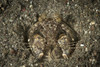 A spearing mantis shrimp in its burrow, Komodo National Park, Indonesia Poster Print - Item # VARPSTSJN400716U