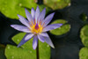 Purple Water Lily PosterPrint - Item # VARDPI1795299