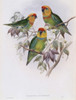 Western Perroquet John Gould Poster Print - Item # VARSAL900140770