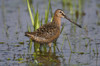 Long-Billed Dowitcher Stands In Marsh At Creamer's Field Migratory Waterfowl Refuge, Fairbanks, Interior Alaska, Summer PosterPrint - Item # VARDPI2094982