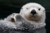 Captive Close Up Of A Sea Otter Floating On Its Back, Point Defiance Zoo, Tacoma, Washington Usa PosterPrint - Item # VARDPI2100292