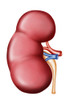 Anatomy of human kidney Poster Print - Item # VARPSTSTK700178H