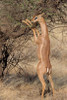 Male gerenuk (Litocranius waller) eating leaves  Samburu National Park  Rift Valley Province  Kenya Poster Print by Panoramic Images (24 x 36) - Item # PPI89927