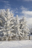 Calgary, Alberta, Canada; Snow Covered Evergreen Trees And A Wooden Fence PosterPrint - Item # VARDPI1875365