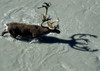 View Overlooking A Bull Caribou As It Crosses A River In Denali National Park & Preserve, Interior Alaska, Autumn PosterPrint - Item # VARDPI2141681