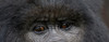 Headshot of Mountain gorilla, Rwanda Poster Print - Item # VARPPI167540