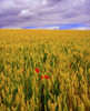 Co Waterford, Ireland; Poppies In A Field Of Wheat PosterPrint - Item # VARDPI1804315