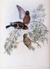 Burton's Grosbeak John Gould Poster Print - Item # VARSAL900139687