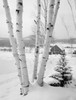 USA  New Hampshire  Lancaster  Winter landscape with birch tree Poster Print - Item # VARSAL255420487