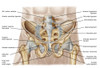 Anatomy of human pelvic bone and ligaments Poster Print - Item # VARPSTSTK700552H