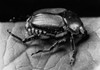 Close-up of a Japanese Beetle Poster Print - Item # VARSAL9901750