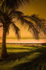 Palm Tree In Mazatlan, Mexico PosterPrint - Item # VARDPI1824033
