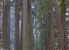 Snow Covered Trees In Cathedral Grove Near Port Alberni, Vancouver Island, British Columbia. PosterPrint - Item # VARDPI2037935