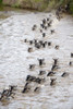 Wildebeests crossing a river  Mara River  Masai Mara National Reserve  Kenya Poster Print by Panoramic Images (16 x 24) - Item # PPI119462