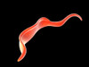 Conceptual image of Trypanosoma Poster Print - Item # VARPSTSTK700737H