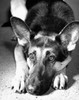 German Shepherd Poster Print - Item # VARSAL25518511