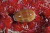 Cowrie shell on a sponge, Bonaire, Caribbean Netherlands Poster Print - Item # VARPSTTMO400091U