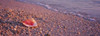 Lovers Key State Park  Fort Myers Beach  Florida Poster Print by Panoramic Images (34 x 12) - Item # PPI99710
