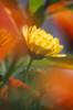 Close-Up Of Wildflower PosterPrint - Item # VARDPI1788365