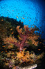 Soft coral seascape, Fiji Poster Print - Item # VARPSTTSW400094U