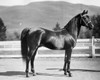 Side profile of a horse standing in a corral Poster Print - Item # VARSAL25532270