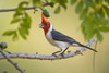 Red-Crested cardinal on a branch  Three Brothers River  Meeting of the Waters State Park  Pantanal Wetlands  Brazil Poster Print by Panoramic Images (16 x 11) - Item # PPI125239