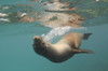 A Sea Lion Swimming Under The Water's Surface; Galapagos, Equador PosterPrint - Item # VARDPI1964383