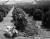 High angle view of a farmer working in an orange grove  San Juan Capistrano  California  USA Poster Print - Item # VARSAL25531392