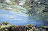 View Of Coral In Shallow Waters PosterPrint - Item # VARDPI1880804