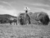 Two farmers loading hay on a horse cart  Vermont  USA Poster Print - Item # VARSAL25530536