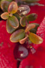 Macro of cranberries and deep red-orange leaves in the background, Denali Highway, Southcentral Alaska, Autumn PosterPrint - Item # VARDPI2384911