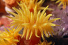 Hawaii, Stony Cup Coral (Tube Coral) Close-Up Detail PosterPrint - Item # VARDPI2001978
