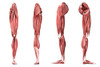 Medical illustration of human leg muscles, four side views Poster Print - Item # VARPSTSTK700340H