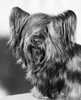 Close-up of a Skye Terrier Poster Print - Item # VARSAL25531214