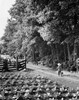 Rear view of a boy walking on a dirt road Poster Print - Item # VARSAL25512804