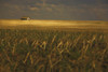 Tofield, Alberta, Canada; An Old Barn In A Field PosterPrint - Item # VARDPI1874726