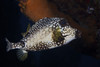 Smooth Trunkfish, Bonaire, Caribbean Netherlands Poster Print
