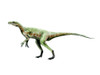 Eoraptor dinosaur, white background Poster Print - Item # VARPSTNBT600100P